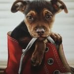 Mis Huellas A Casa - W. Bruce Cameron - Roca Editorial