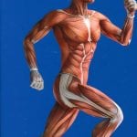 Manual Master Atlas De Anatomía - Marban