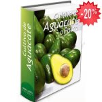 Cultivo Del Aguacate O Palta - Grupo Latino