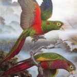 Loros y Guacamayas / Jose Rodriguez - Jose Hernandez / Conservacion Internacional