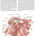 Presentaciones Anatómicas en Cirugía Vascular / Gary G. Wind - R. James Valentine / AMOLCA
