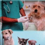 Guía Veterinaria de Bolsillo / Sheldon Middleton / Lexus