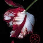 Luna Nueva / Stephenie Meyer / Debolsillo